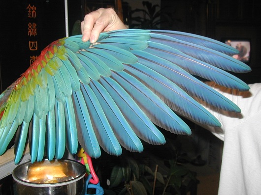 Wing Trimming 