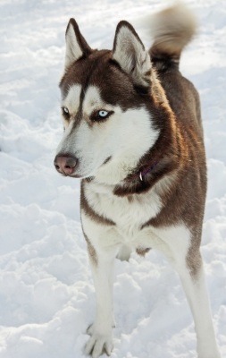 Winter Dog Walks with Kat are fun