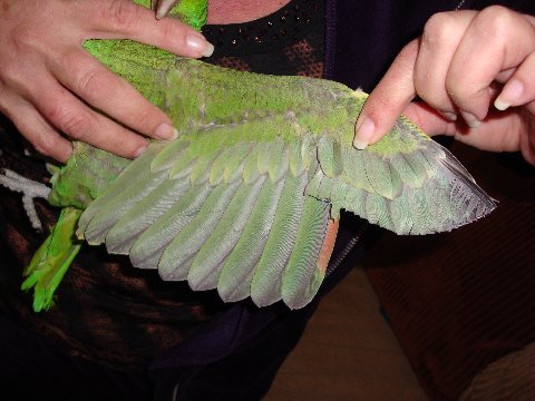 Wings trimmed perfectly every time