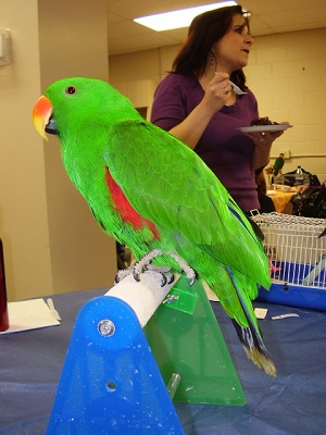 Kat trims parrot nails too
