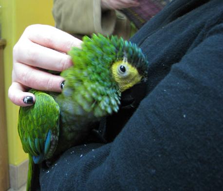 Parrots are comfortable around Kat
