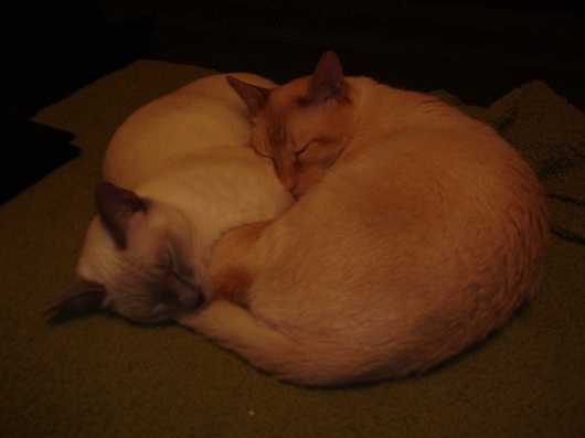 Kat looks after cats
