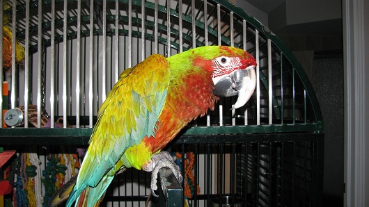 Bird