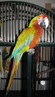 Bird