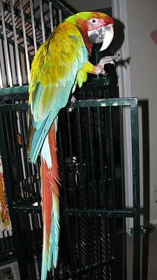 Bird