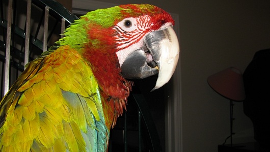 Bird