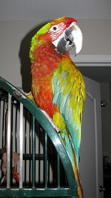 Bird