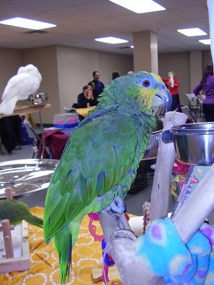 Kat works with all sorts of parrots