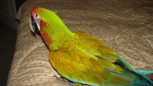 Bird