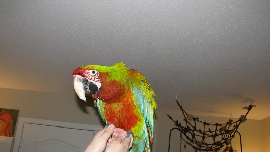 Bird