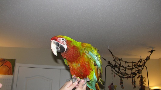Bird