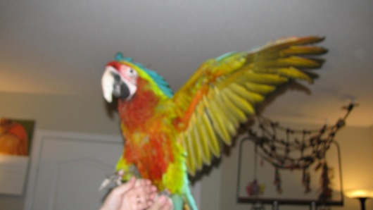 Bird