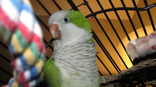 Bird