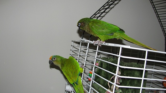 Bird