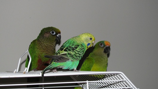 Bird