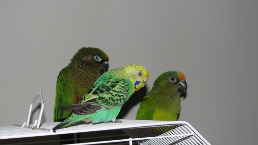 Bird