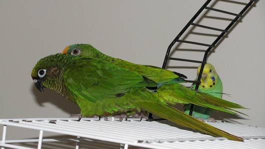 Bird