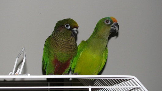 Bird