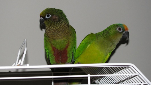 Bird