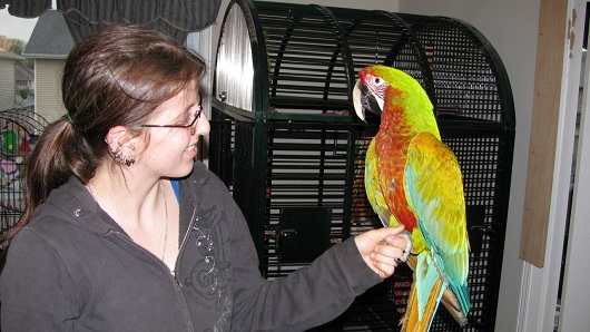 Kat-Bird