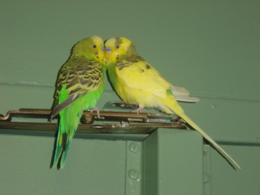 Bird