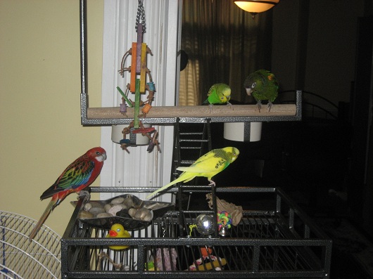 Bird