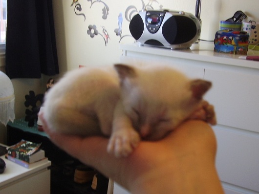 Kat cares for Kittens