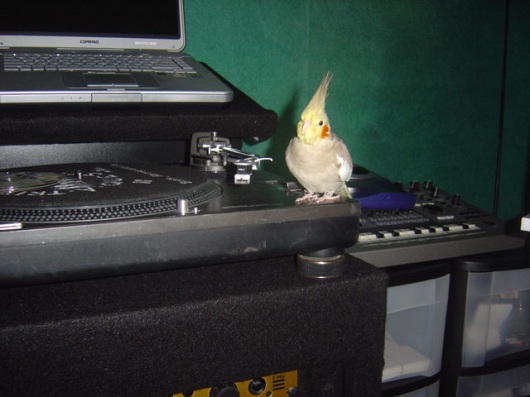 Bird